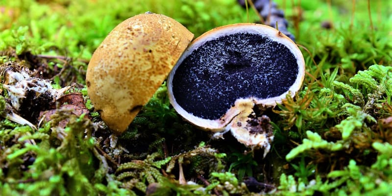 Dužina uvnitř houby (vnitřní část plodnice zvaná teřich) je v mládí špinavě bílá a pevná. Postupně od středu nabývá růžových, fialových, modrých odstínů a nakonec úplně zčerná.
