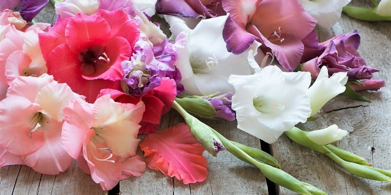 Pokud chcete gladioly řezat do vázy, tak nejlépe po ránu v době, když rozkvétá a je plně vybarvený první květ