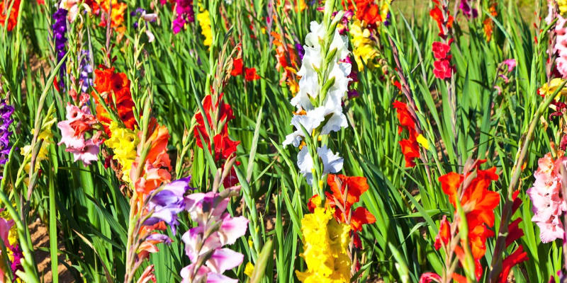 Gladioly, česky mečíky (Gladiolus), patří k velice oblíbeným květinám, mezi hlíznatými jsou u nás zřejmě nejpopulárnější.