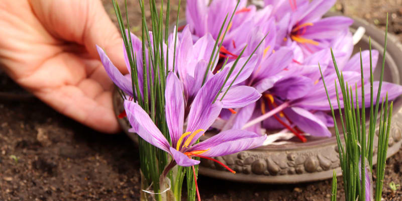 Šafrán setý (Crocus sativus L.) 2
