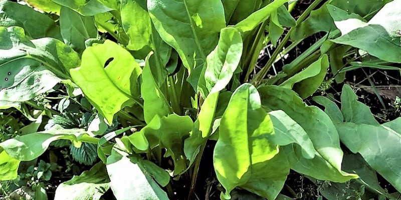 Šťovík zahradní (Rumex patientia) je známý taky jako špenátový šťovík