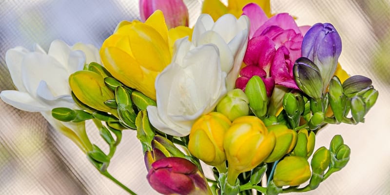 K MDŽ se jako dárek hodí všechny jarní květiny, především tulipány, narcisy, hyacinty, frézie či modřence.