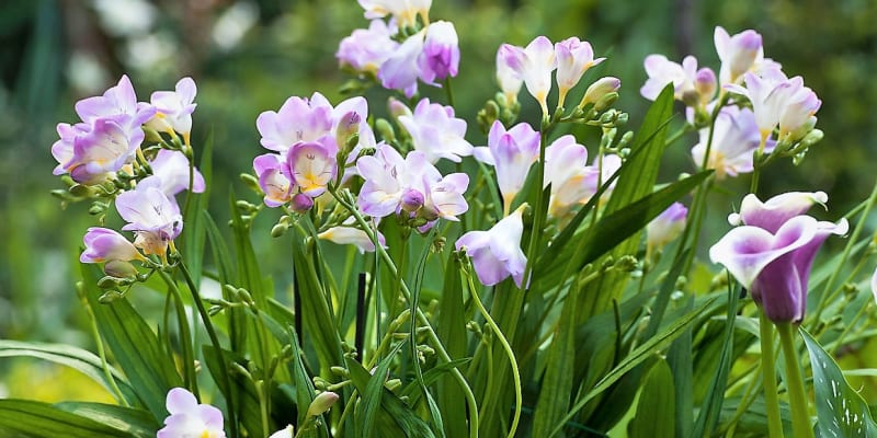 Šest nejkrásnějších letních cibulovin: Frézie (Freesia) asi znáte spíše jako řezané květiny, ale můžete je zkusit pěstovat i na zahradě nebo v truhlících. Frézie krásně vypadají a taky příjemně voní. 