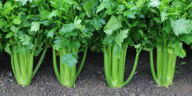 Zelený řapíkatý celer prosévá zdraví Blíženců.