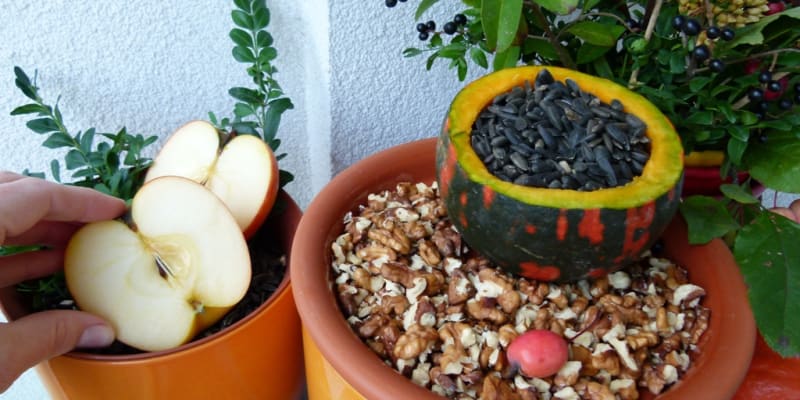 Ptačí hostina na balkoně: 4. Do misky a vydlabané dýně nasypejte semena a ořechy