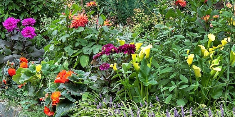 Jak pěstovat kaly, jiřinky i mečíky, letní cibuloviny a hlíznaté květiny |  Prima Living