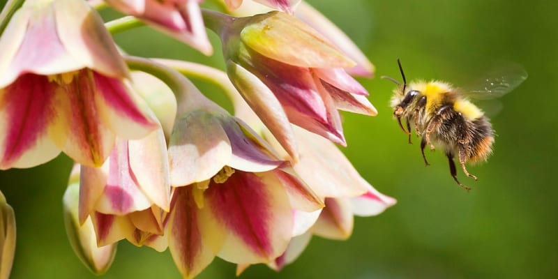 Květy česneku sicilského přitahují jako magnet pro včely, čmeláky a motýly, protože květy produkují hodně nektaru, na kterém si užitečný hmyz tak rád pochutná. 