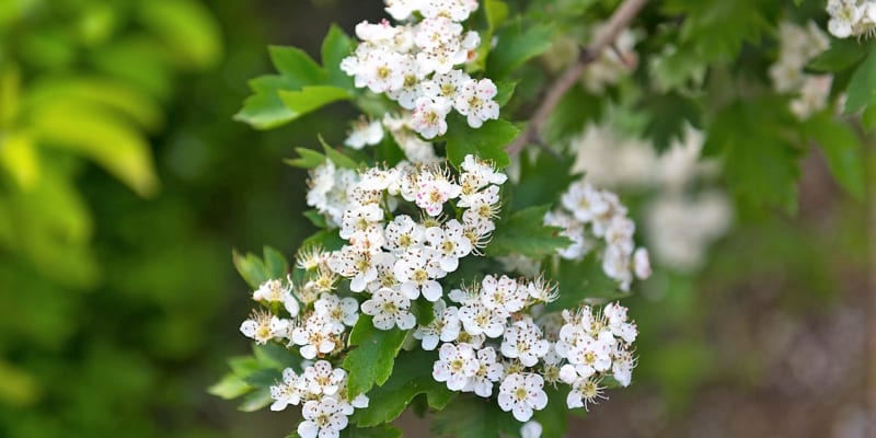 Pro léčebné využití se na jaře sbírají nezdřevnatělé konce větévek s listy a květy nebo samotné květy, ideálně ještě úplně nerozvité. 