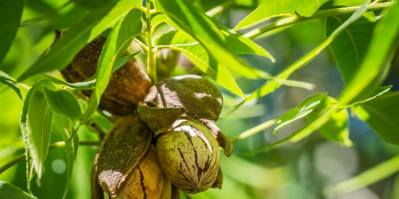 Pekanové ořechy sklidíte i v Česku. Jak pěstovat ořechovec pekanový?