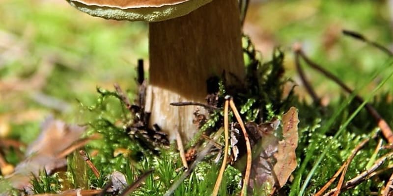Hřib smrkový (Boletus edulis)  má v průměru 620 cm velký klobouk, který je v mládí světle šedý nebo světle hnědý, později tmavne do široké škály kaštanově hnědých odstínů.