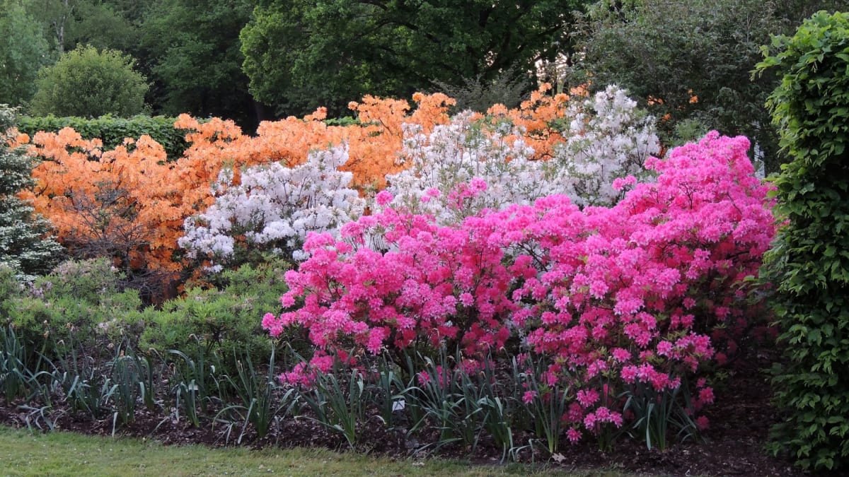 Dominantnou Průhonického parku jsou rododendrony