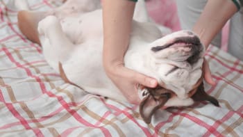 Dopřejte svému psovi jemnou masáž. Uvolní svaly a odbourá stres