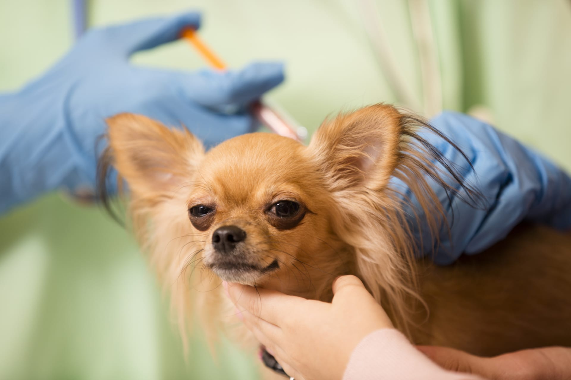 S citlivým přístupem psi zvládnou očkování bez problémů