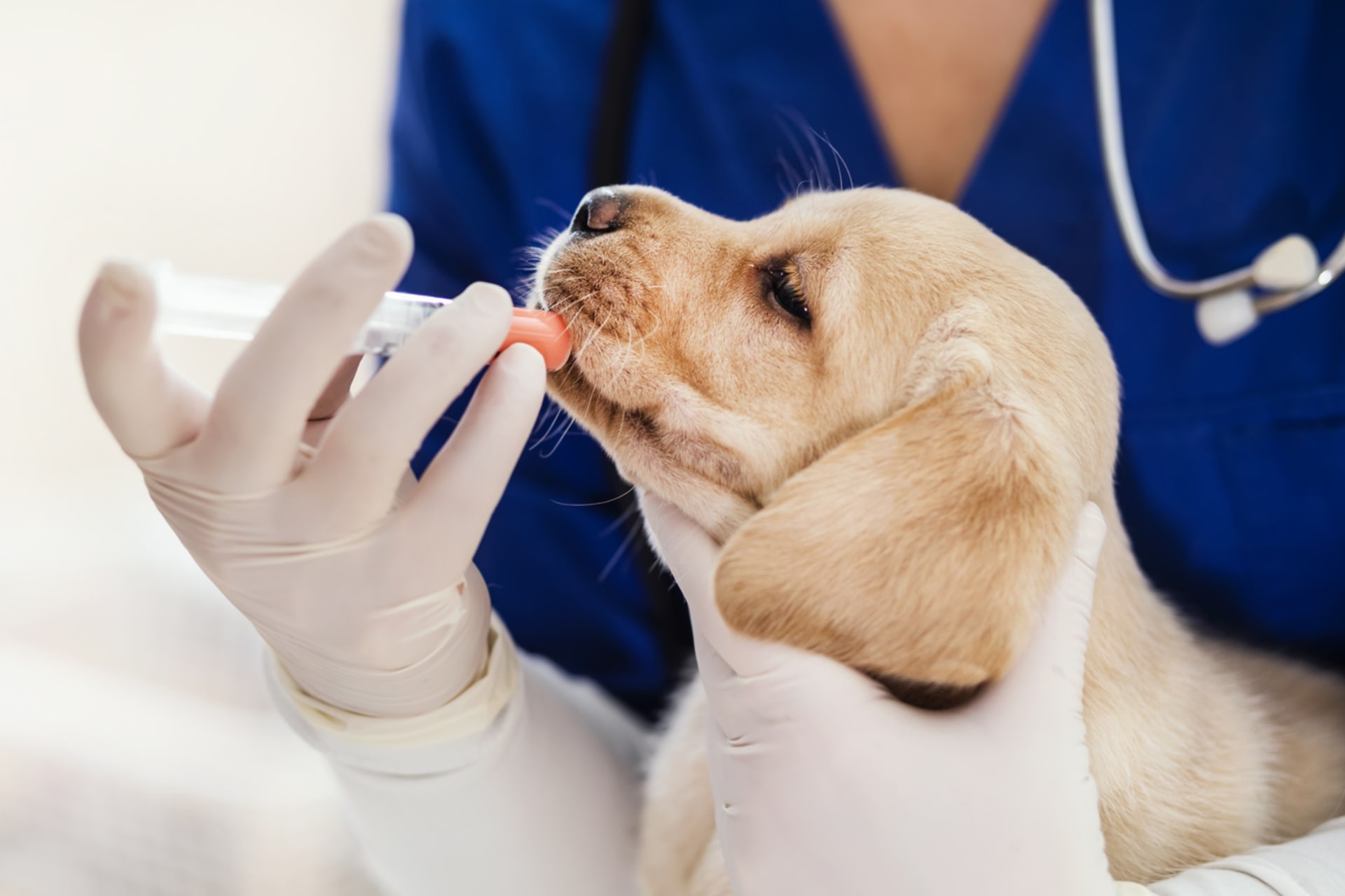 Očkování štěněte
