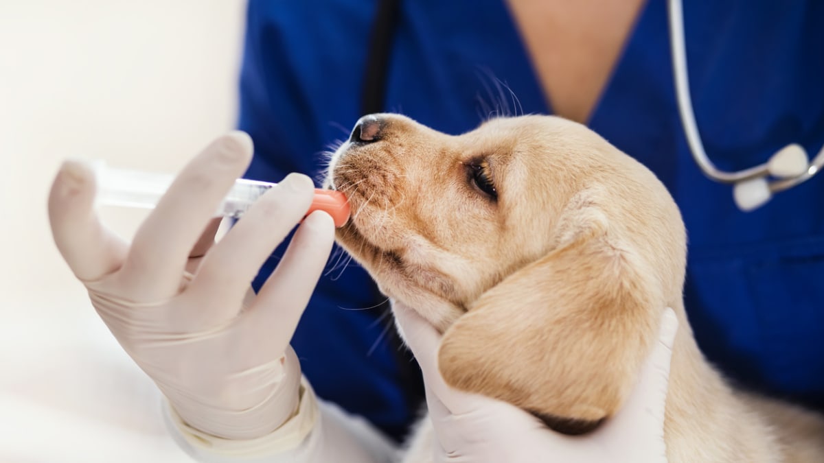 Očkování štěněte