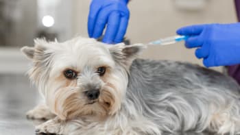 Očkování chrání psy nejen před vzteklinou. Pomůže i vaší peněžence