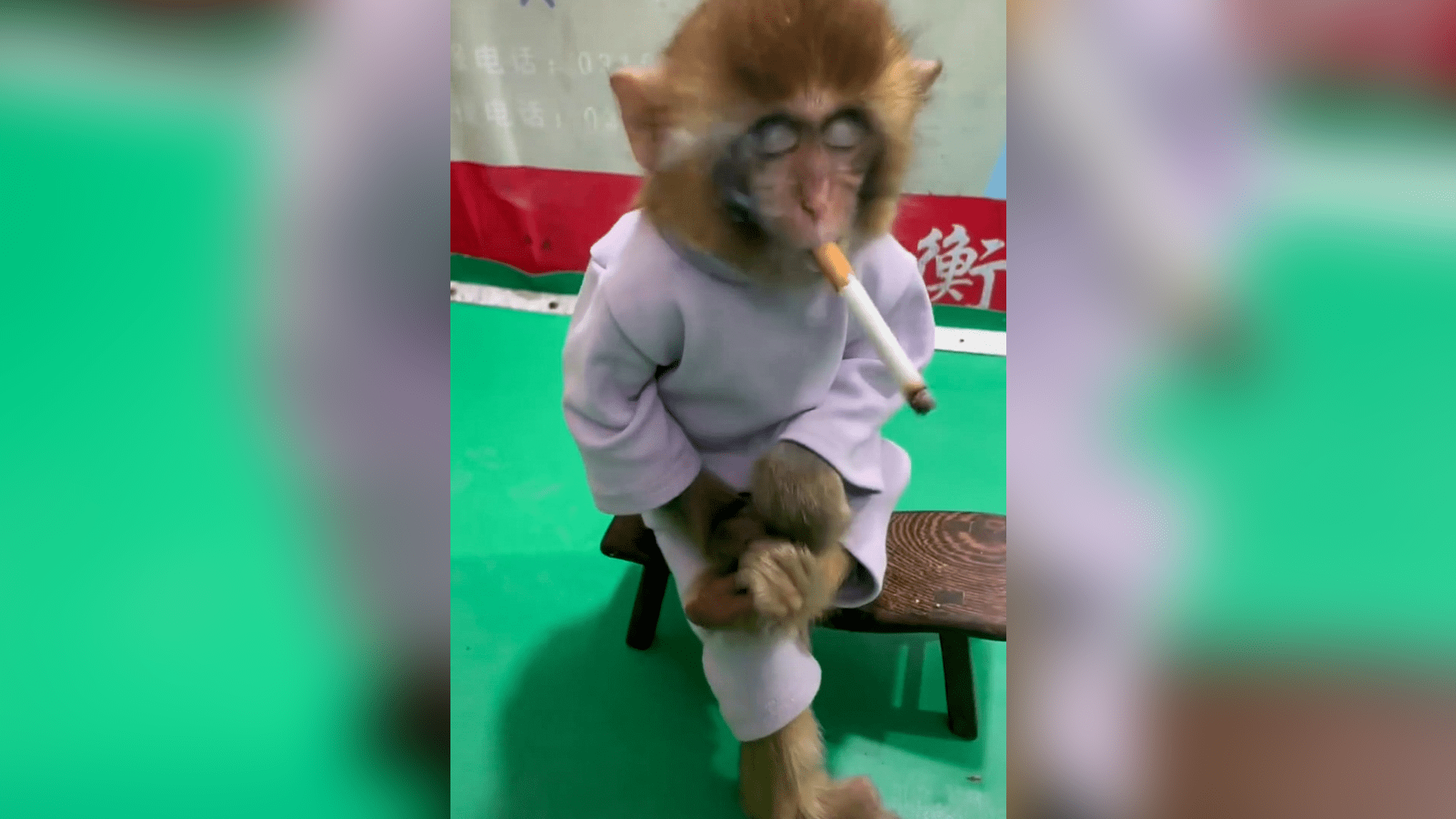 Na čínskou zoo se po videu s kouřící opicí valí vlna kritiky