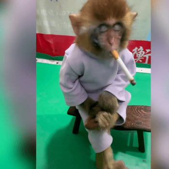 Na čínskou zoo se po videu s kouřící opicí valí vlna kritiky