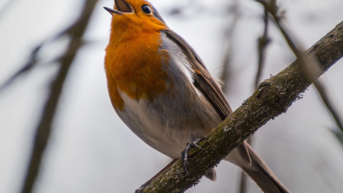 Ze Severní Ameriky a Evropy se vytrácí ptačí zpěv.