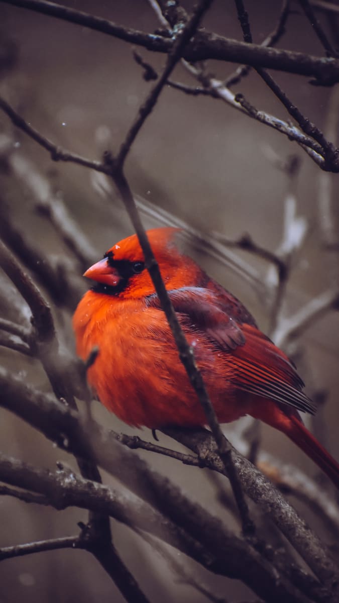 Vědci analyzovali ptačí zpěv na tisících míst v rámci desítek let.