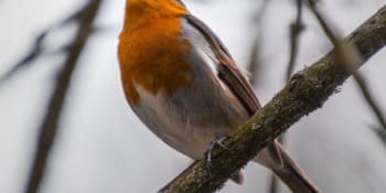 Mizející symfonie: Vědci odhalují děsivé změny v ptačím zpěvu