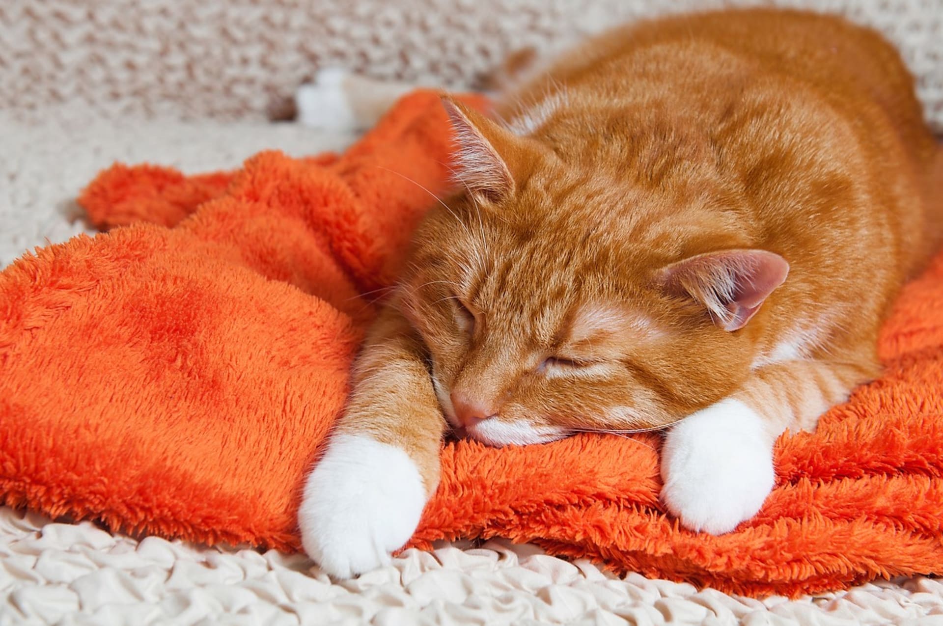 Občasné zvracení u kočky je celkem běžná záležitost, čistí si tím žaludek od nestrávených granulí nebo spolknutých chlupů