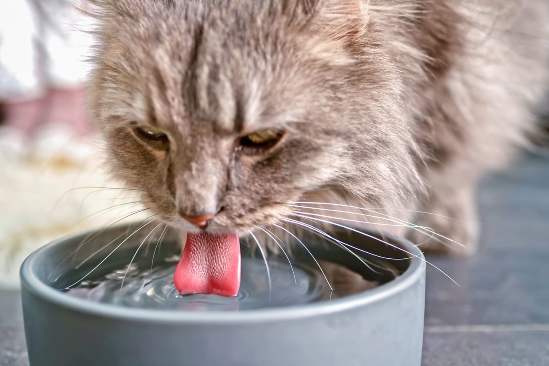 Když má kočka průjem, dáváme ji pít pouze čistou vodu