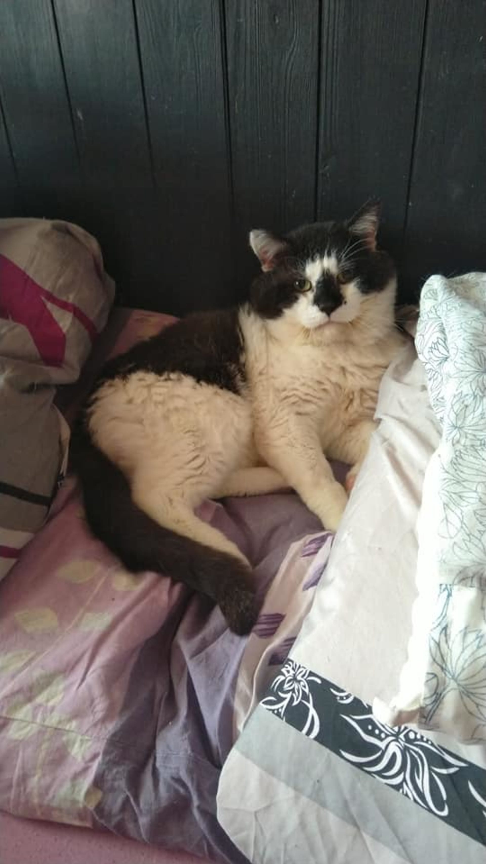Oreo ve svém oblíbeném pelíšku  posteli