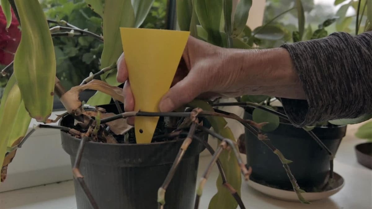 Instalace lepových trojúhelníčků k pokojovým rostlinám