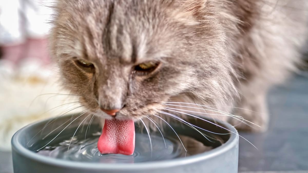 Když má kočka průjem, dáváme ji pít pouze čistou vodu