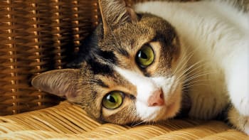 Kočky nemají devět životů. Zvracení a průjem značí závažné potíže