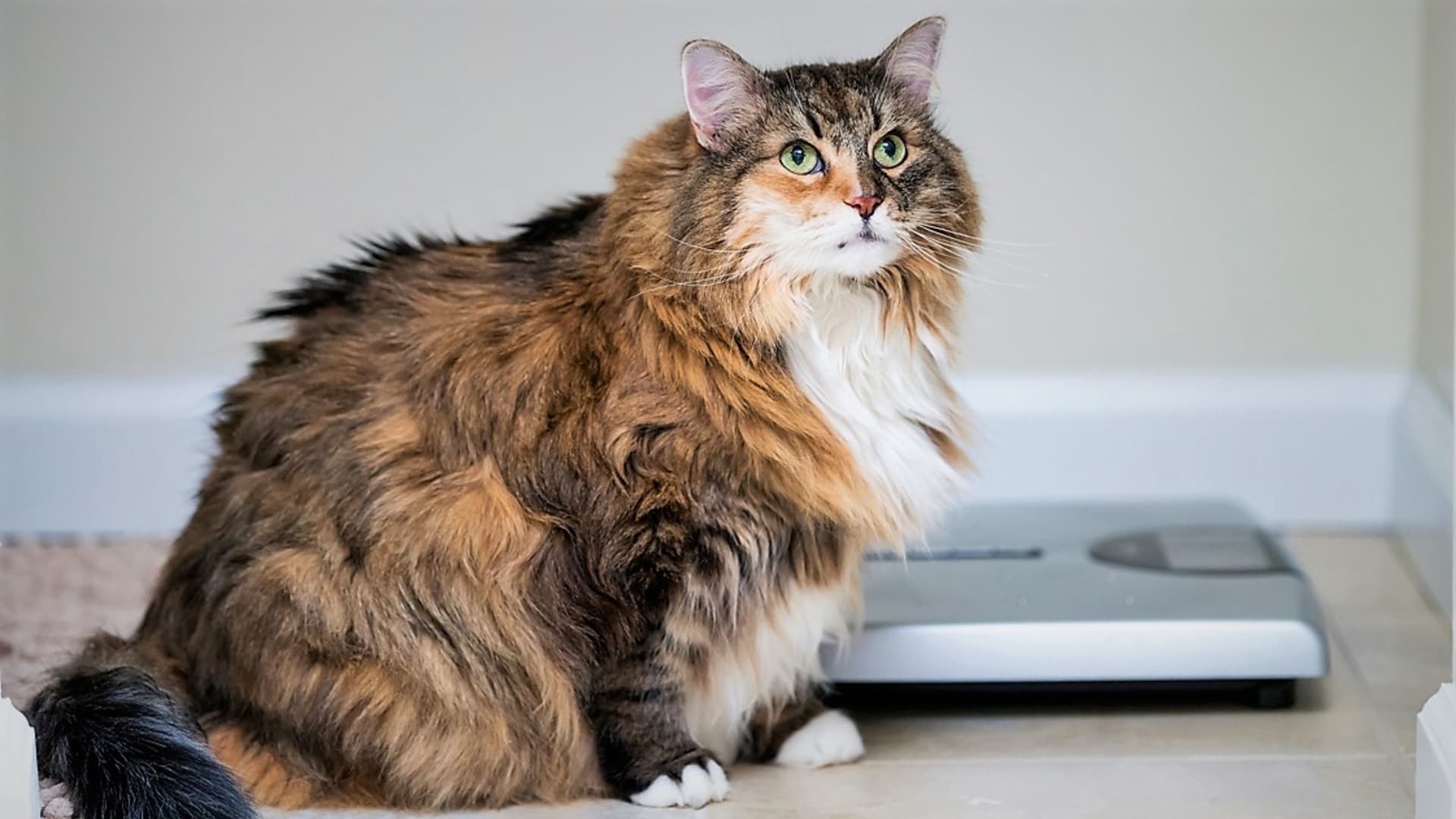 Jednou z příznaků cukrovky u koček je obezita
