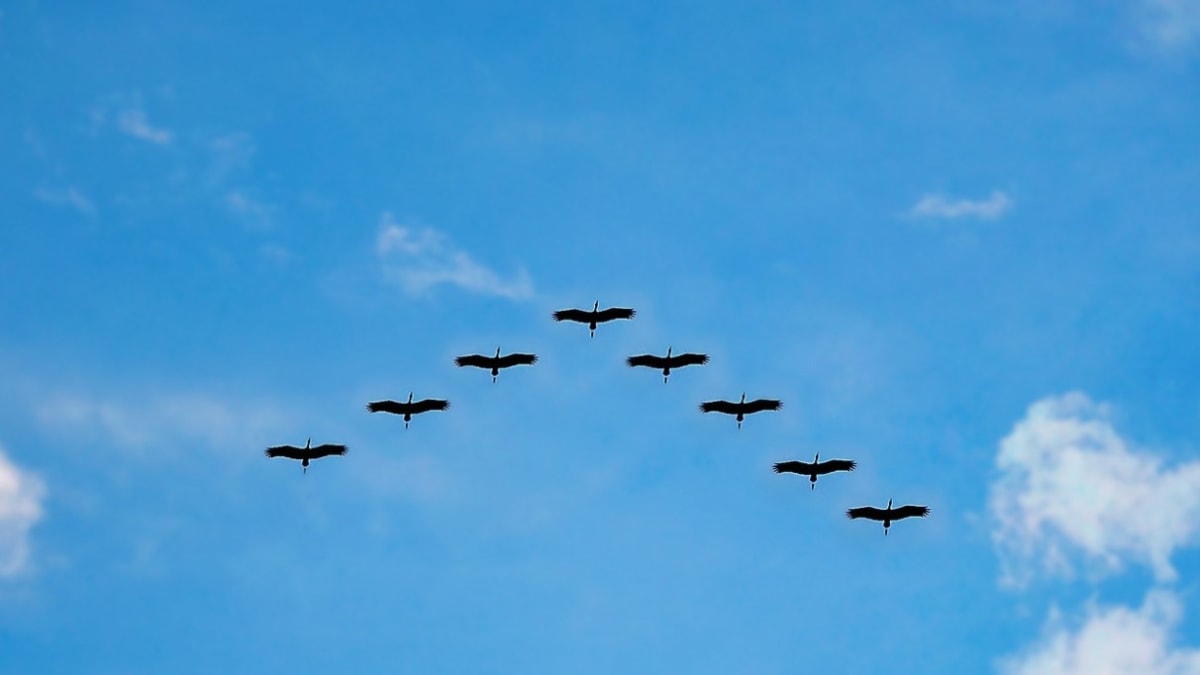 Za změnu migračních vzorců ptáků podle vědců může klimatická změna.