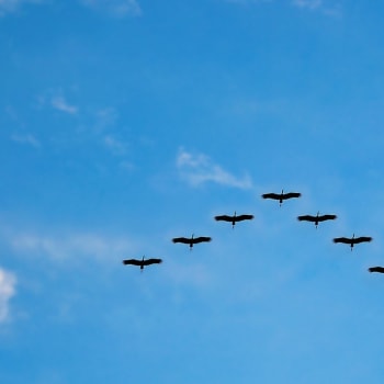 Za změnou migračních vzorců ptáků podle vědců může klimatická změna.
