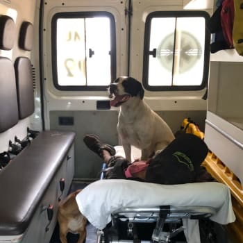 Páníček měl záchvat, záchranáři odvezli sanitkou i dva jeho psy