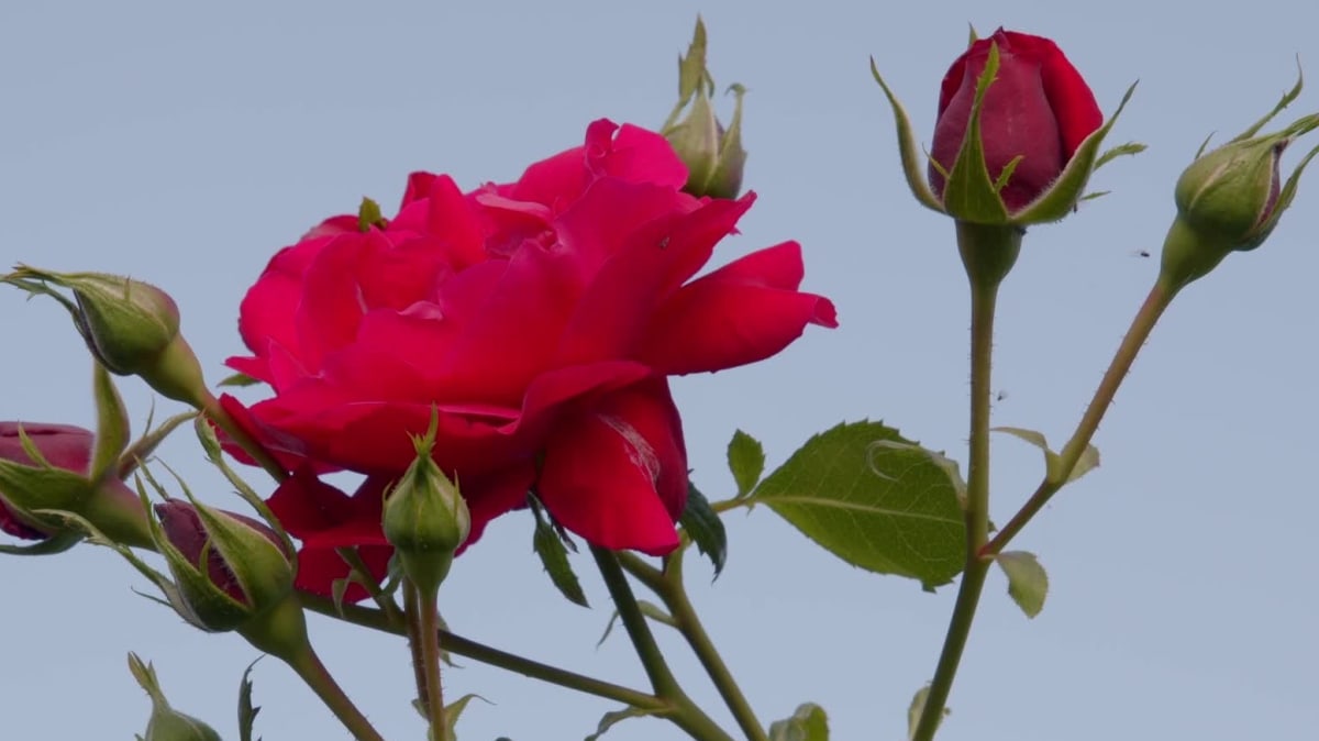 Květy růže vám udělají radost na zahradě i doma ve váze