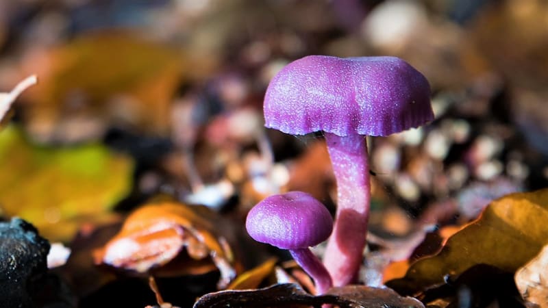 Lakovka ametystová (Laccaria amethystina) je houba v podzimním lese nepřehlédnutelná, především díky své výrazné fialové barvě. A opravdu vypadá jak nalakovaná.