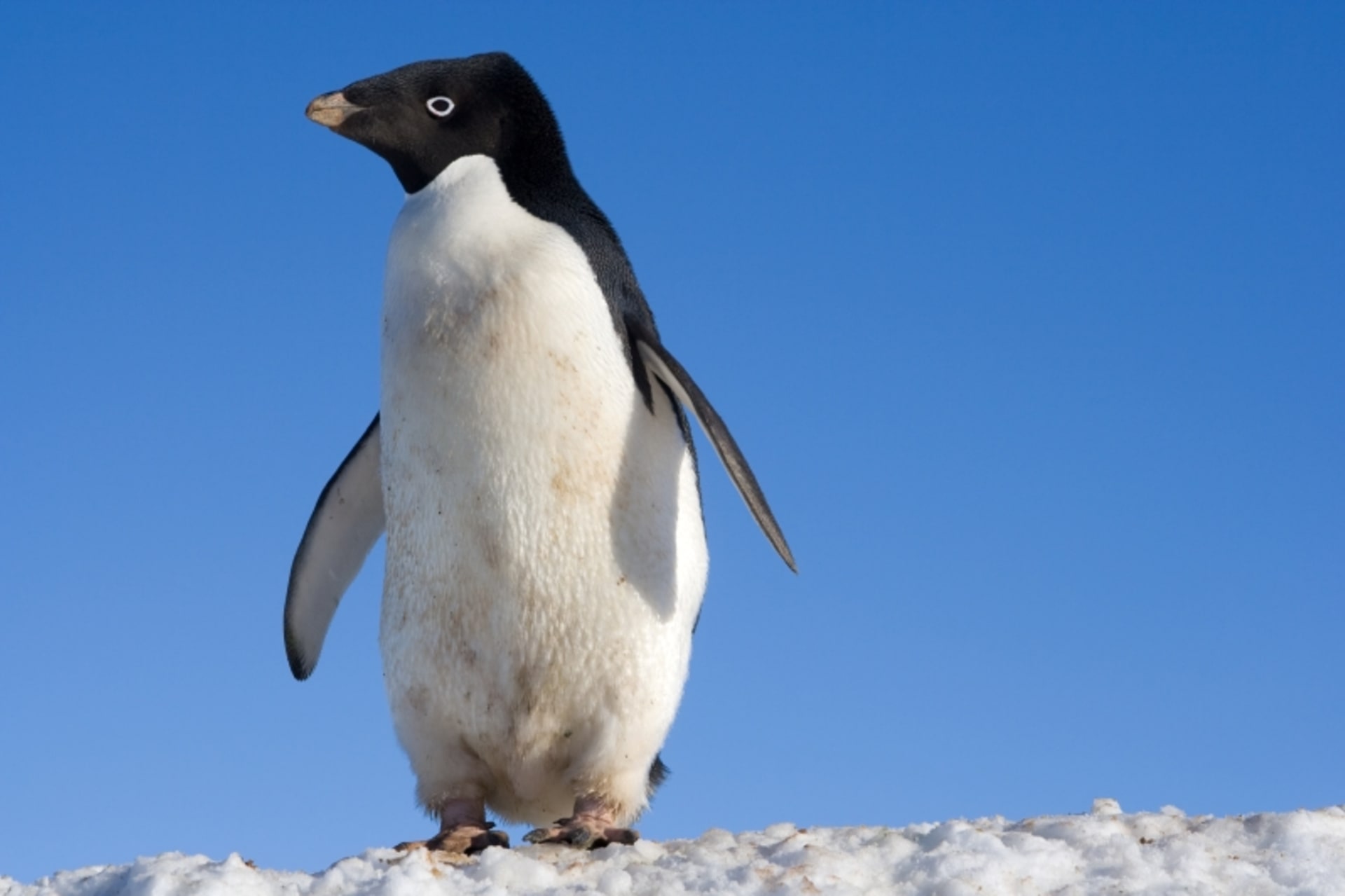 Tučňák kroužkový zabloudil z Antarktidy na Nový Zéland.