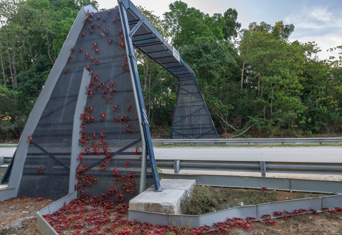 Pro úspěšné zdolání cesty lidé krabům staví i speciální mosty