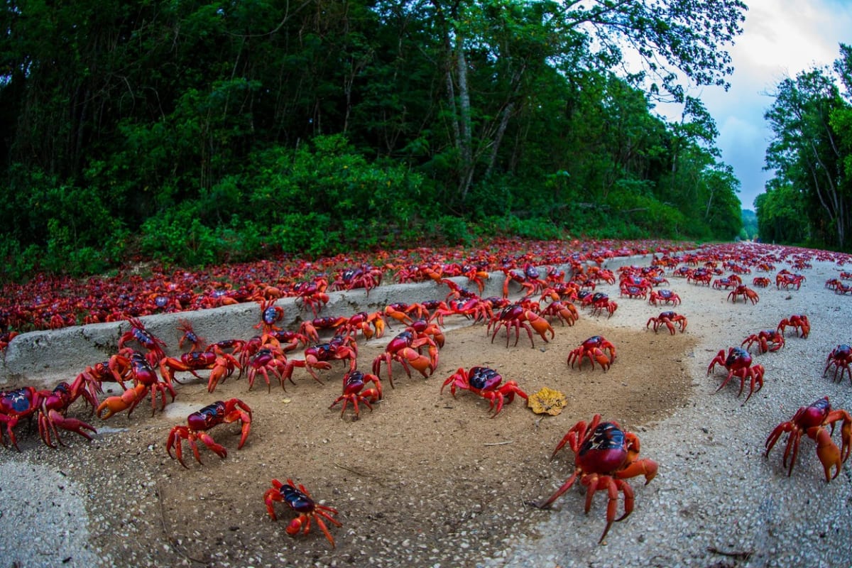 Na Vánočním ostrově v Austrálii každoročně dochází k migraci krabů červených.