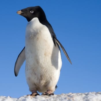 Tučňák kroužkový zabloudil z Antarktidy na Nový Zéland