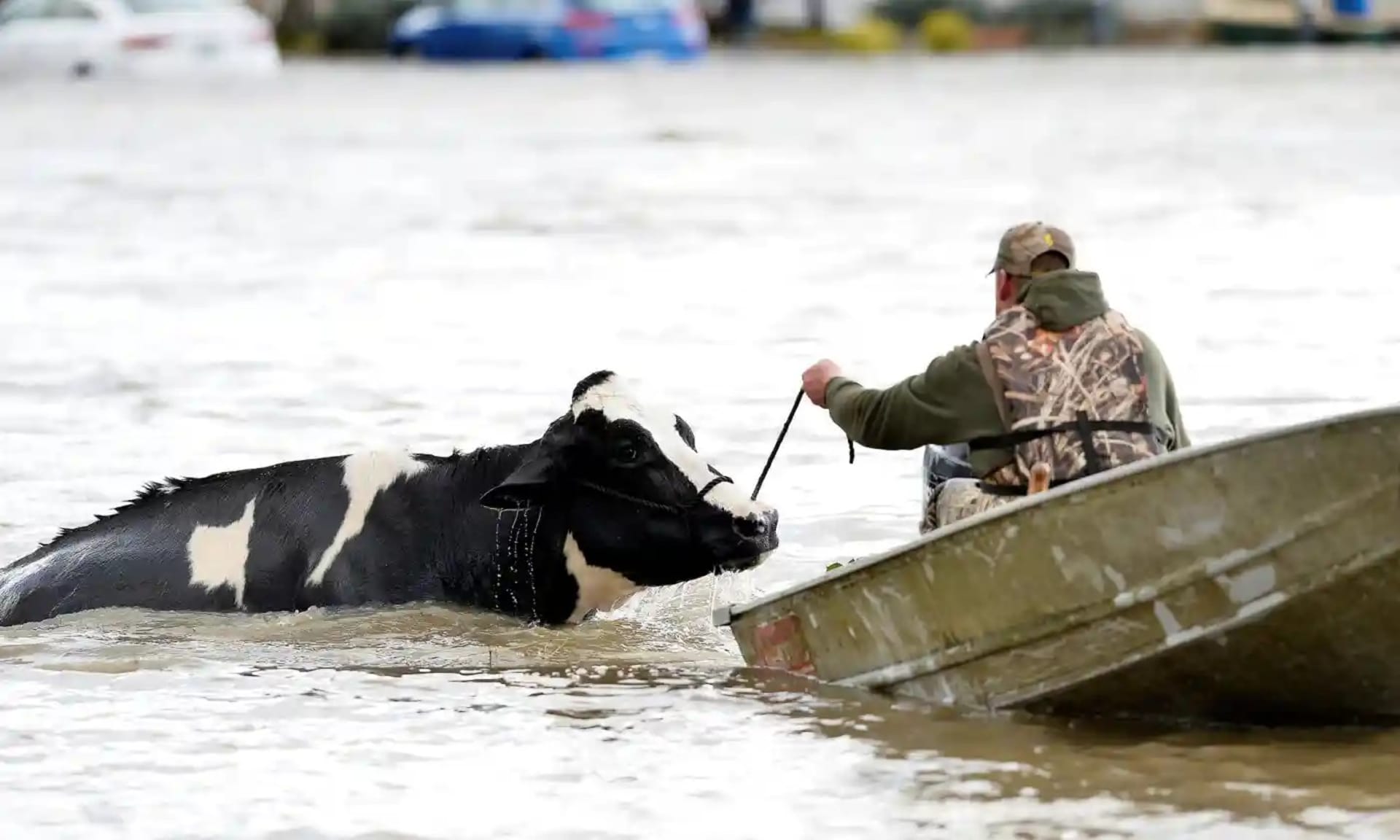 Záplavy si již vyžádaly tisíce zvířecích životů.