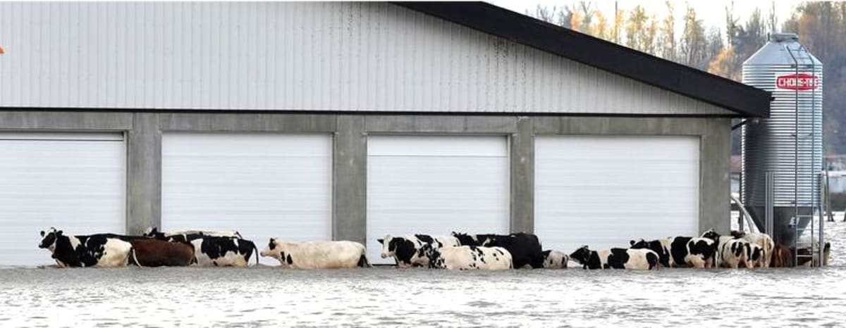 Záplavy zasáhly více než stovku farem.