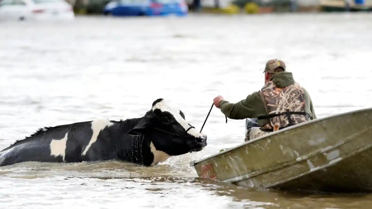 Záplavy si již vyžádaly tisíce zvířecích životů.
