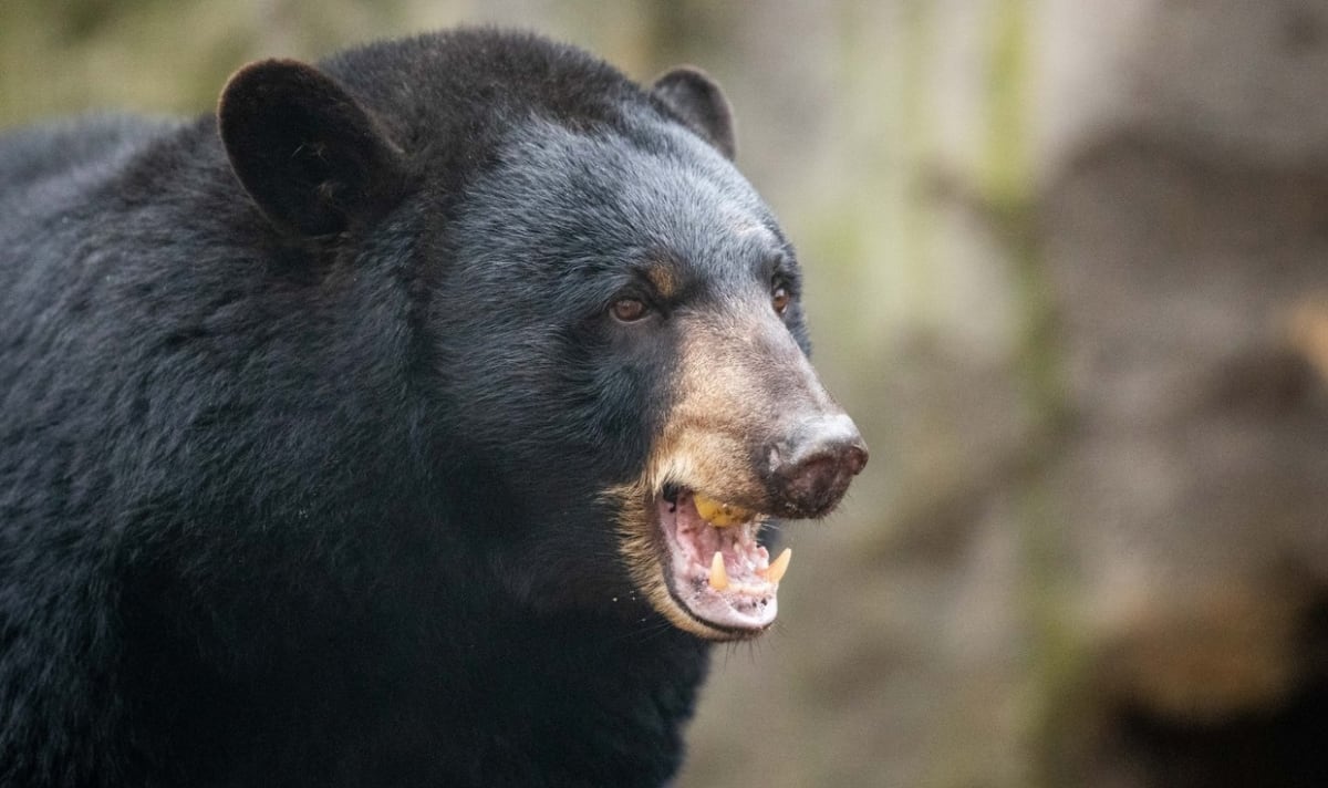 Medvěd baribal zaútočil na překvapenou ženu přímo v její chatě.