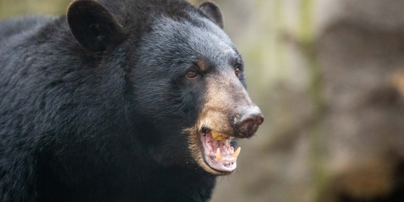 Medvěd baribal zaútočil na překvapenou ženu přímo v její chatě.