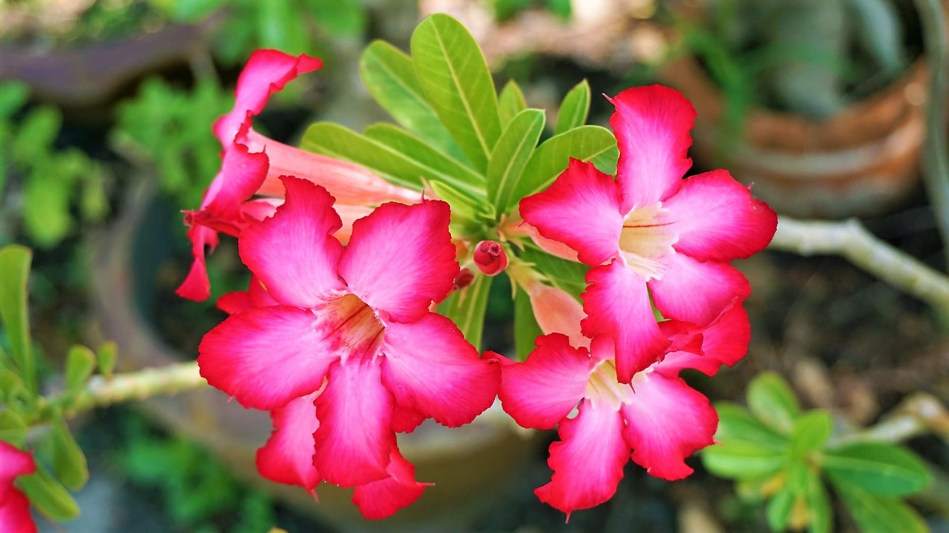 Adénium neboli pouštní růže je atraktivní pokojovka, které se hodně líbí v paneláku