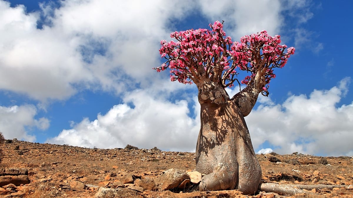 Na ostrově Sokotra mají pouštní růže kmen až pět metrů vysoký