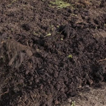 Organické hnojení je základem při zpracování půdy na zahrádce