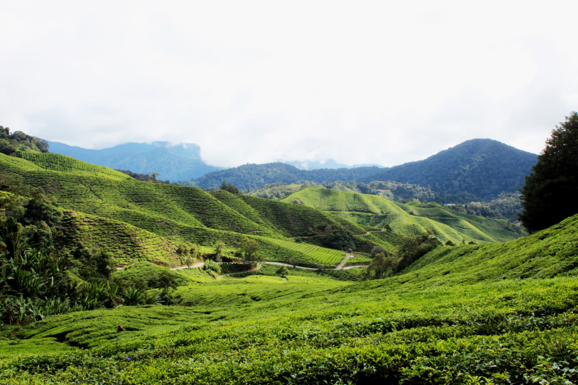 Nádherný pohled na čajovou plantáž